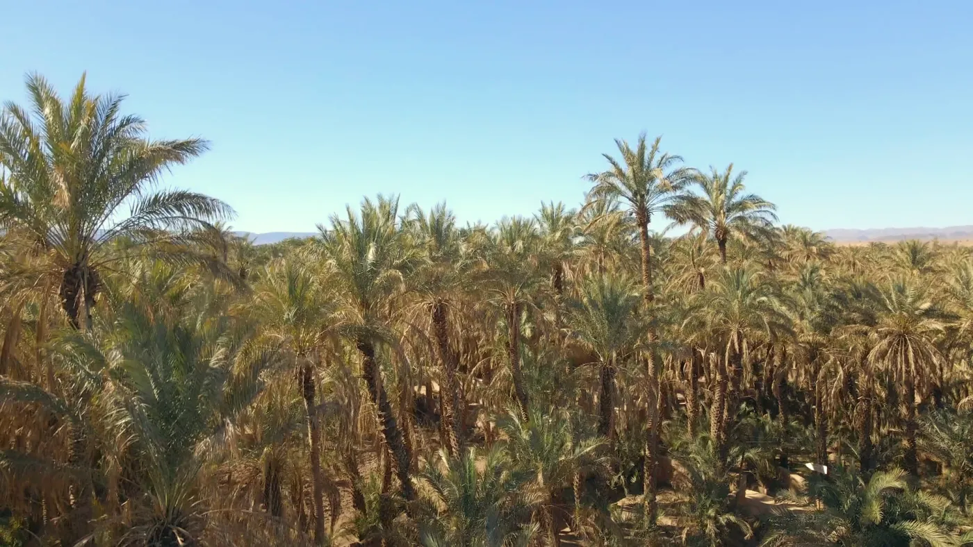 A date palm grove under a clear sky, with the desert on the horizon